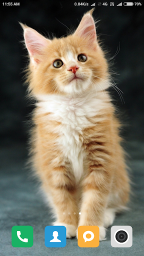 Cute Cat Wallpaper HD - عکس برنامه موبایلی اندروید