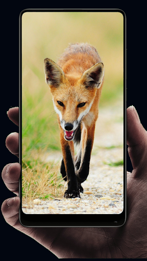 Fox Wallpaper - عکس برنامه موبایلی اندروید