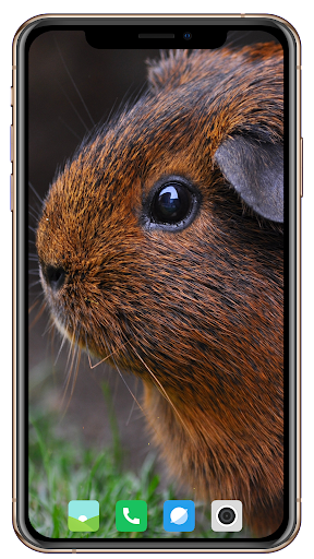 Guinea pig Wallpaper - Image screenshot of android app