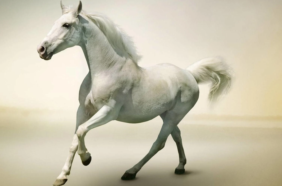Horse Wallpapers 4K - Image screenshot of android app