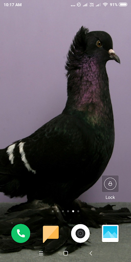 Pigeon Wallpaper - Image screenshot of android app