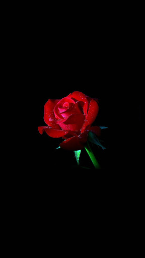 Rose Flower Burning 4K Wallpaper iPhone HD Phone #5110f