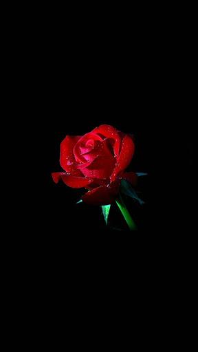 Rose Wallpaper HD - Image screenshot of android app