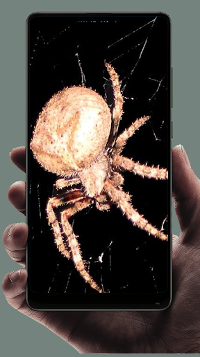 Spider Wallpaper - Image screenshot of android app