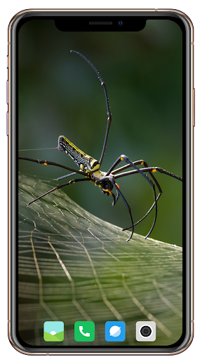 Spider Wallpaper - Image screenshot of android app