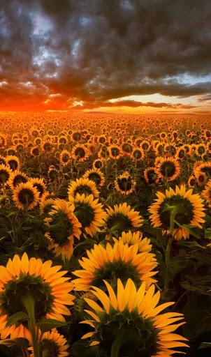 Sunflower Wallpaper 4K - عکس برنامه موبایلی اندروید