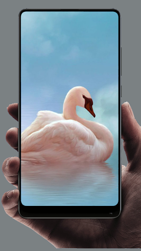Swan Wallpaper - Image screenshot of android app