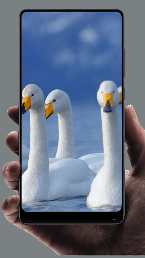 Swan Wallpaper - عکس برنامه موبایلی اندروید