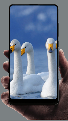 Swan Wallpaper - Image screenshot of android app