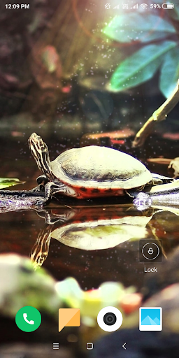 Turtle Wallpaper - Image screenshot of android app