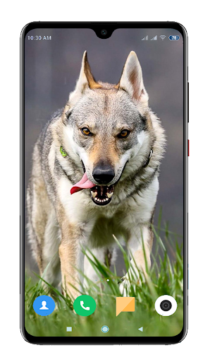 Wolf Wallpaper 4K - Image screenshot of android app