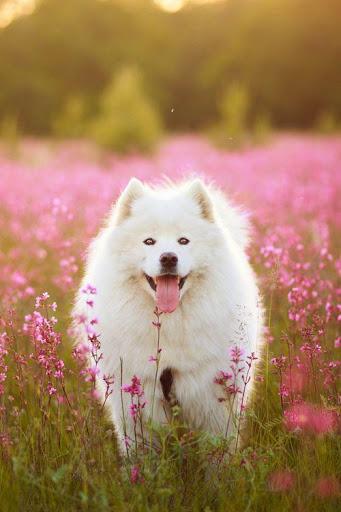 Dog wallpapers - Puppy, Pomeranian Wallpapers - عکس برنامه موبایلی اندروید