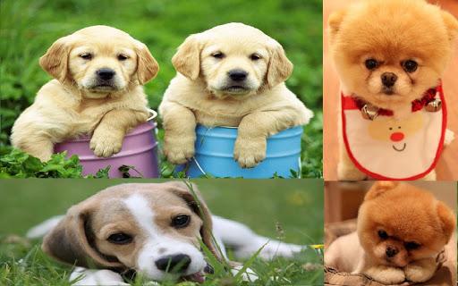 Puppy Wallpaper - Image screenshot of android app