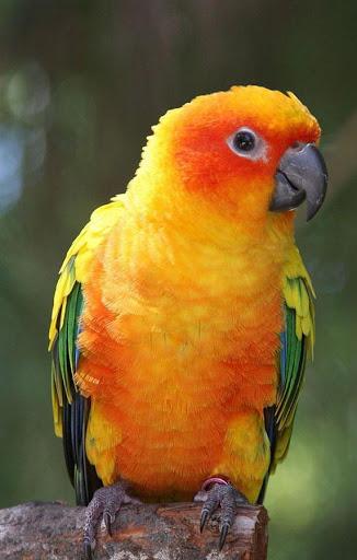 Parrot HD Wallpapers - Image screenshot of android app