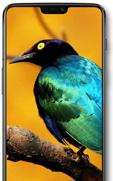 ۴K Wallpapers - HD Backgrounds -WLP Maker: Walls۴U - عکس برنامه موبایلی اندروید