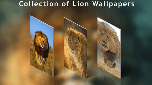 Lion Wallpaper HD - Image screenshot of android app