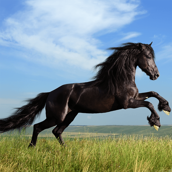 Horses Jigsaw Puzzle Games - عکس بازی موبایلی اندروید