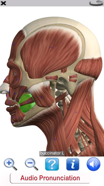 Visual Anatomy Lite - عکس برنامه موبایلی اندروید