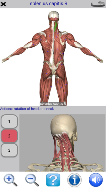 Visual Anatomy Lite - Image screenshot of android app