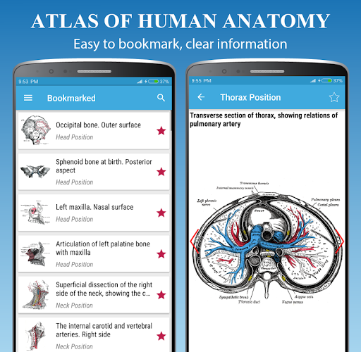 Human Anatomy Atlas - Anatomy - عکس برنامه موبایلی اندروید