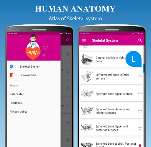 Skeletal System - Skeleton Anatomy 2021 - عکس برنامه موبایلی اندروید
