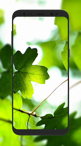 Nature Wallpaper HD - Image screenshot of android app