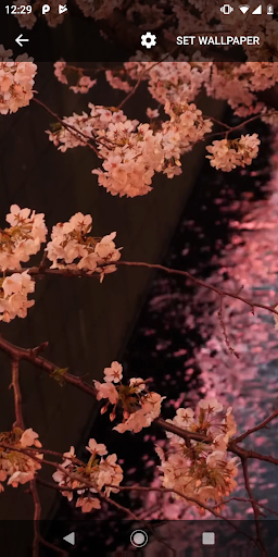 Japanese Sakura Garden Video Wallpapers Gallery - Image screenshot of android app