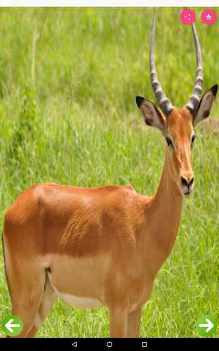 Animals Name and Pictures - عکس برنامه موبایلی اندروید