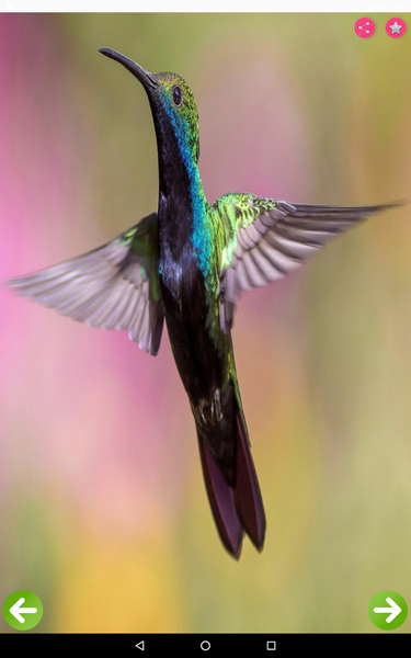 Birds Names with Pictures - عکس برنامه موبایلی اندروید
