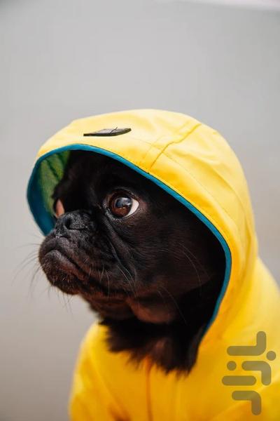 Super Cute Animal Wallpaper 4k - Image screenshot of android app