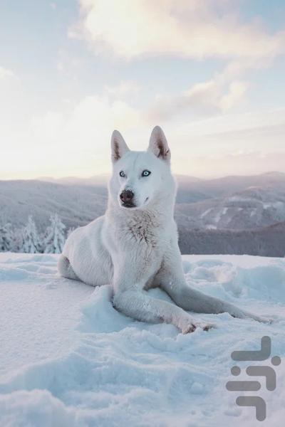 Super Cute Animal Wallpaper 4k - Image screenshot of android app