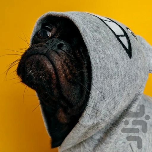 Super Cute Animal Wallpaper 4k - Image screenshot of android app