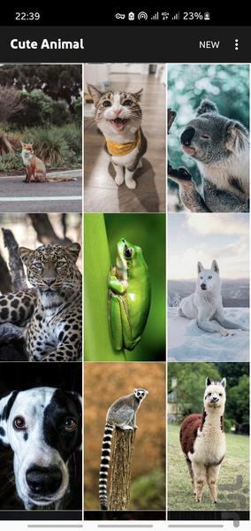 Super Cute Animal Wallpaper 4k - Image screenshot of android app