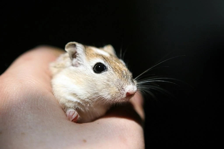 Cute hamster wallpapers - عکس برنامه موبایلی اندروید