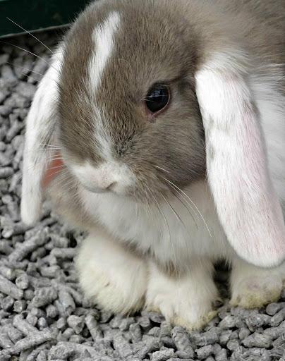 Cute rabbits wallpapers - عکس برنامه موبایلی اندروید