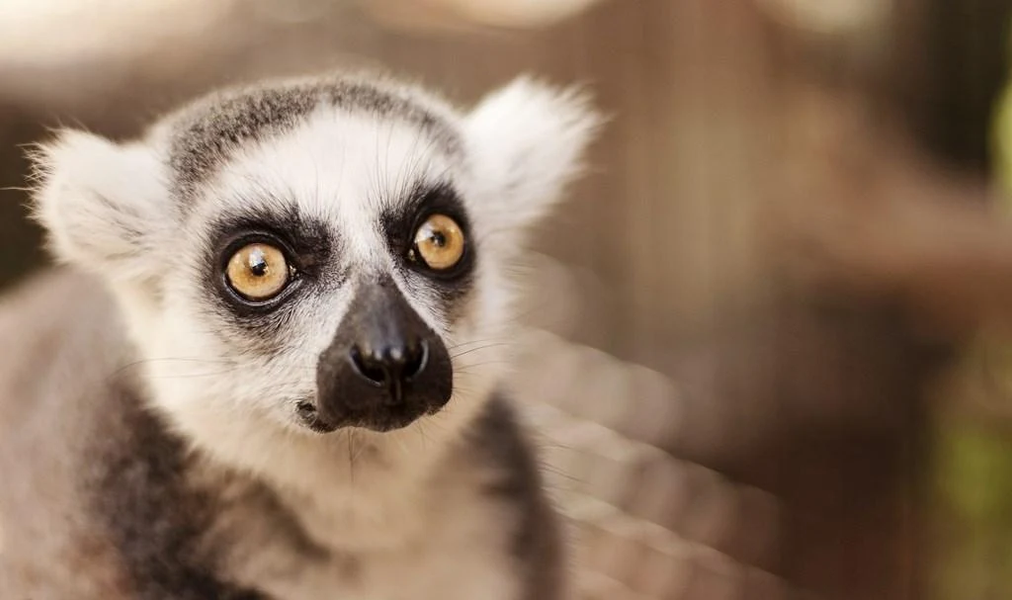 Lemur wallpapers - عکس برنامه موبایلی اندروید