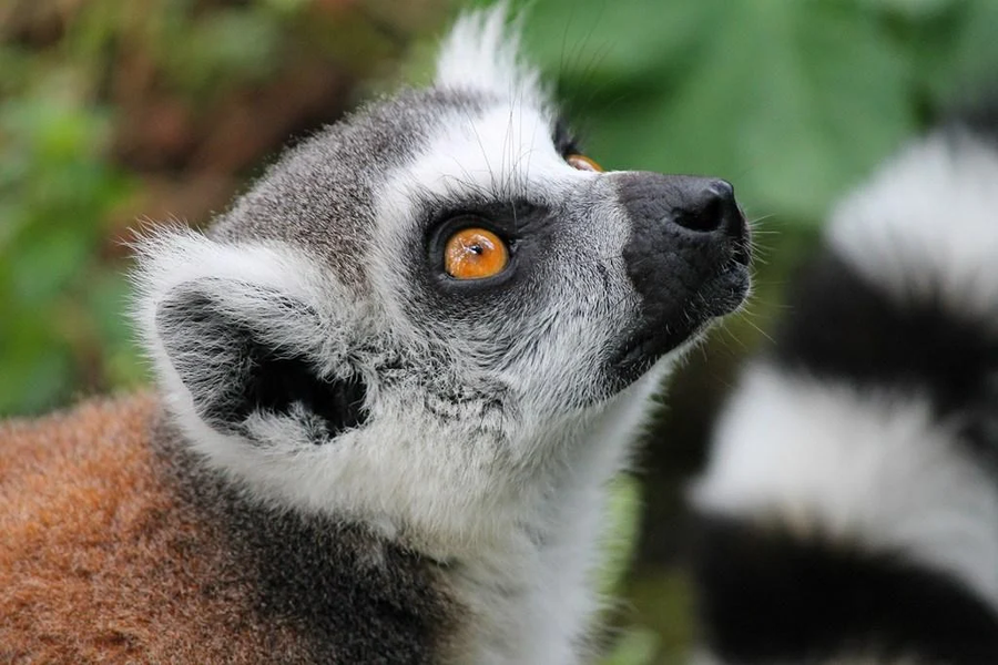 Lemur wallpapers - عکس برنامه موبایلی اندروید