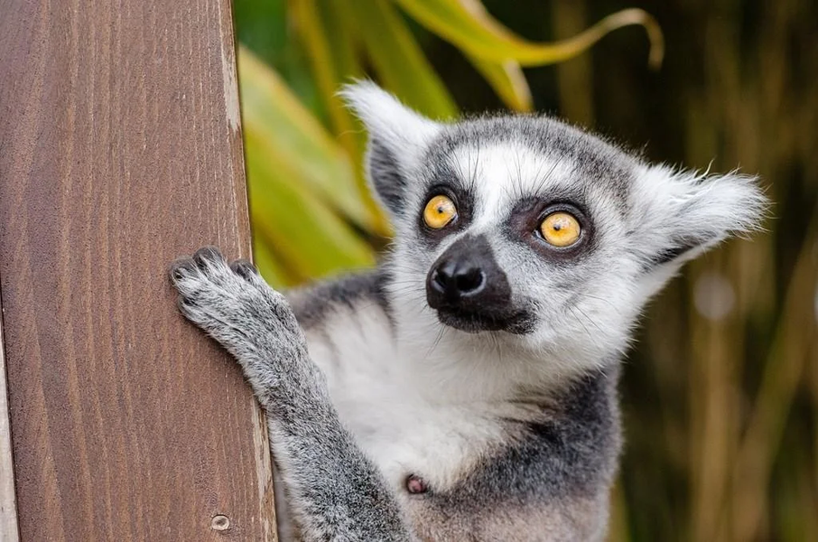 Lemur wallpapers - عکس برنامه موبایلی اندروید