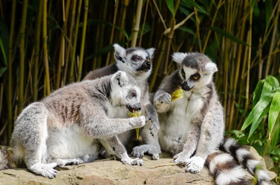 Lemur wallpapers - عکس برنامه موبایلی اندروید