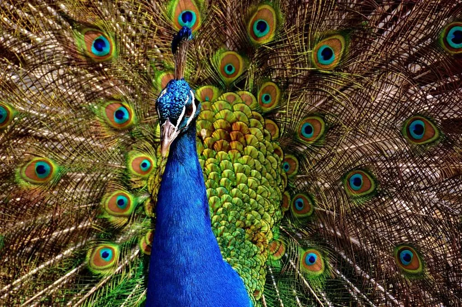 Peacock wallpapers - Image screenshot of android app