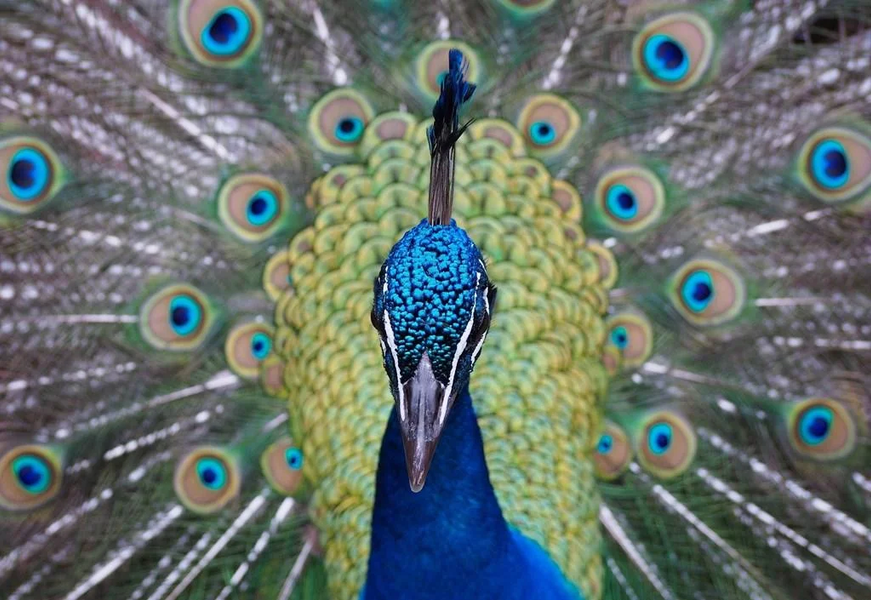 Peacock wallpapers - Image screenshot of android app