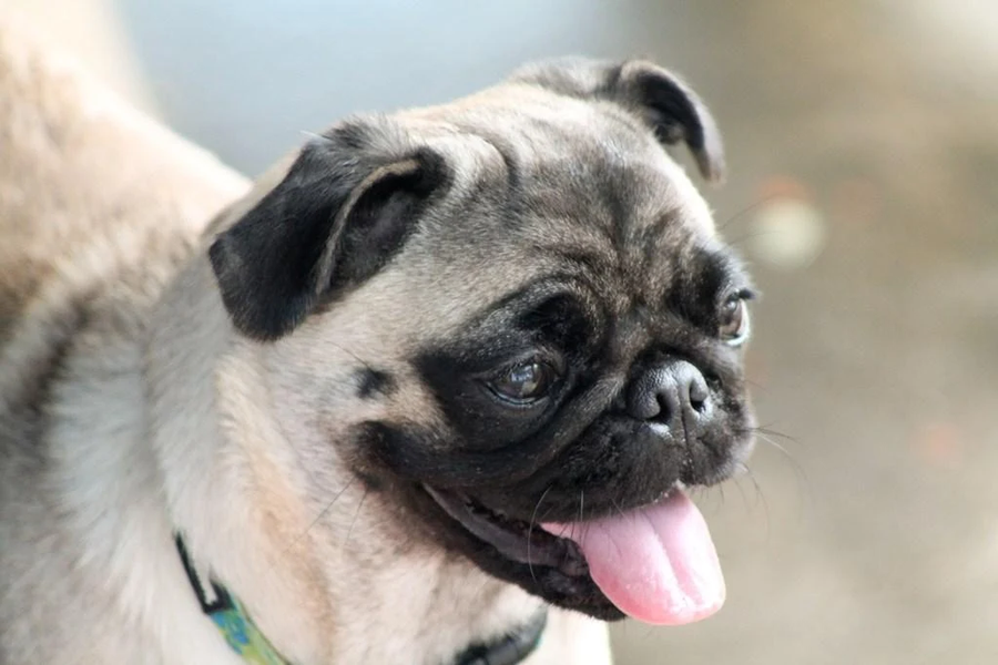 Pug wallpapers - Image screenshot of android app