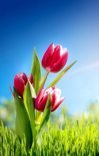 Spring Flowers Wallpapers - Image screenshot of android app