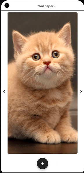 Kitten Wallpapers HD - Image screenshot of android app