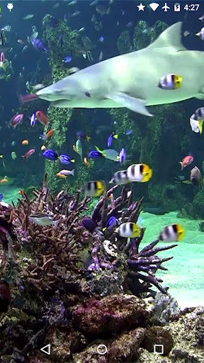 Video Wallpaper: Aquarium - Image screenshot of android app