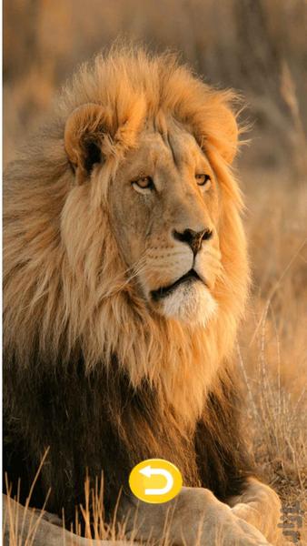 صدای حیوانات با تصاویر زیبا (HD) - عکس برنامه موبایلی اندروید