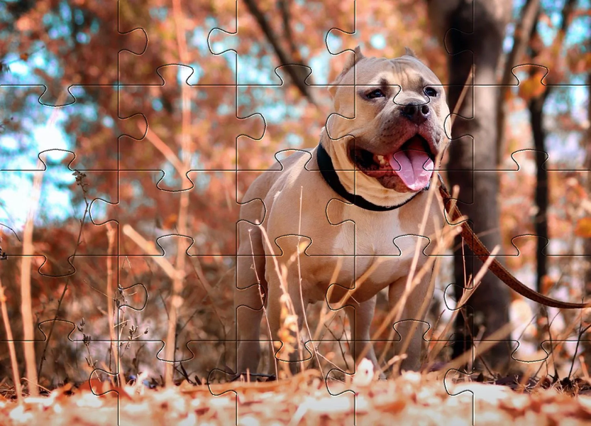 Pitbull dogs jigsaw puzzles - Gameplay image of android game