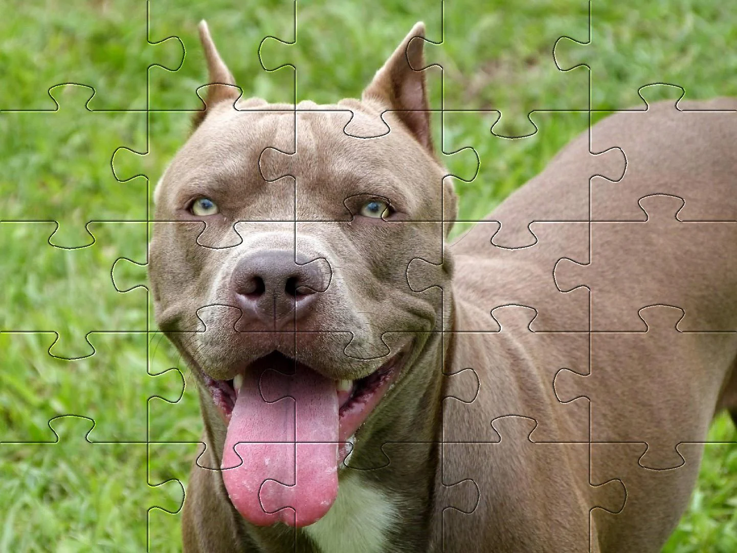 Blue nose Pitbull Jigsaw Puzzle