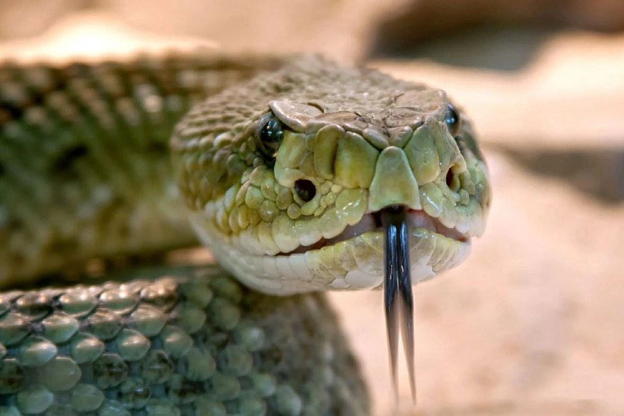 Snake games jigsaw puzzles - Gameplay image of android game