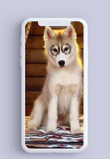 Wolf Wallpaper HD - عکس برنامه موبایلی اندروید